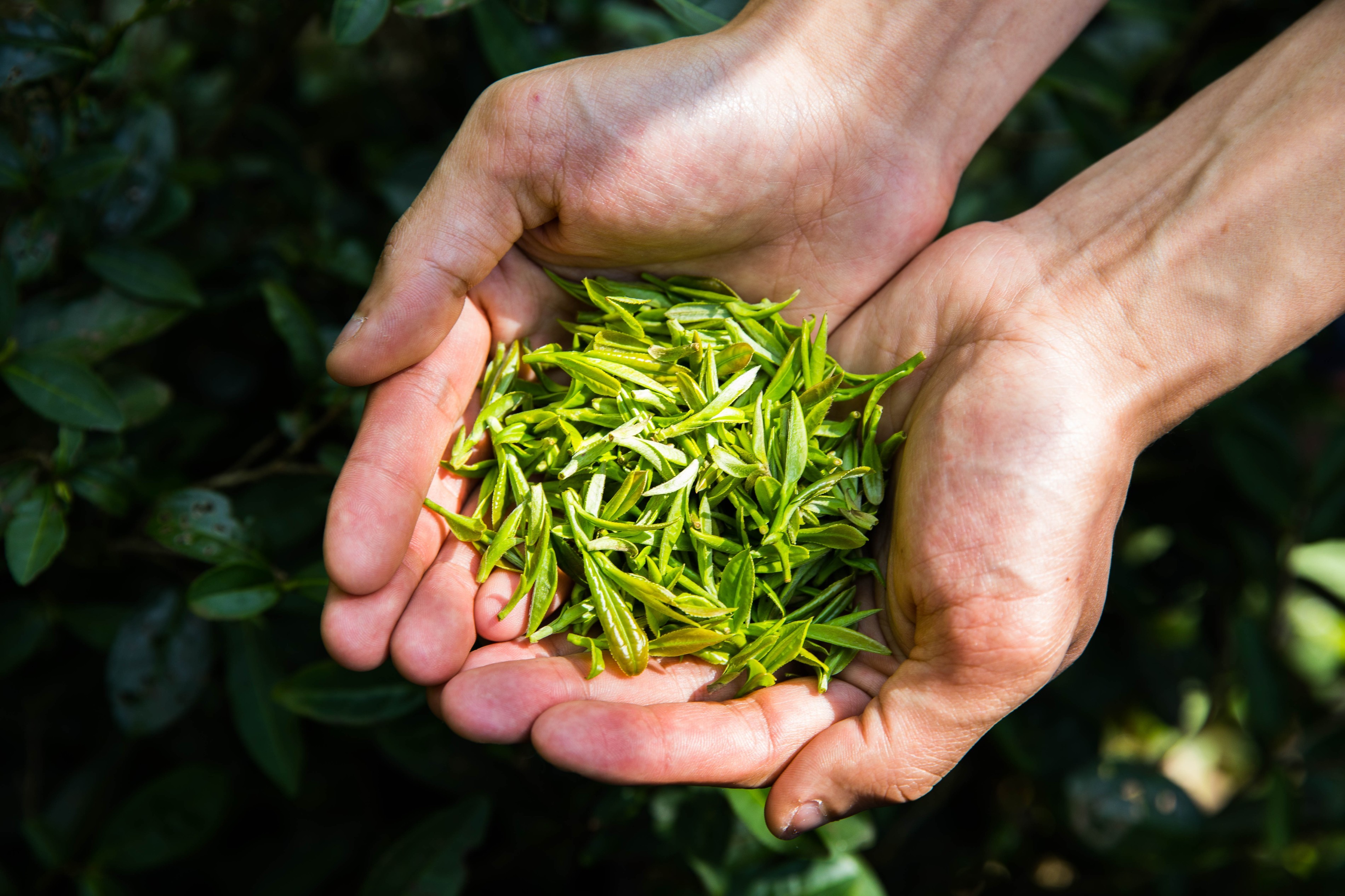 绿茶提取物